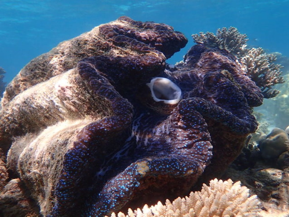 GIANT CLAM