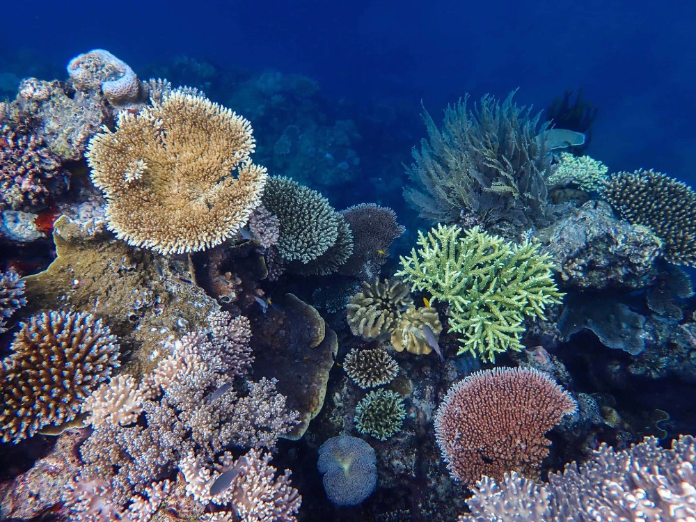 MACKAY REEF