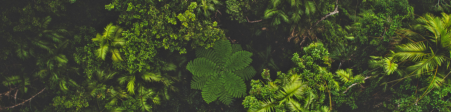 Covid-19 Information